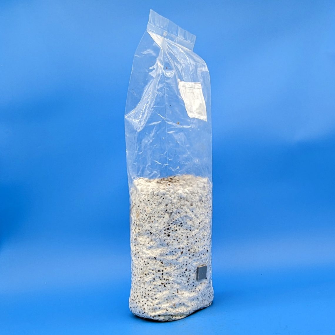 Sterilized Grain Spawn 3 lbs bags Spawn Magic