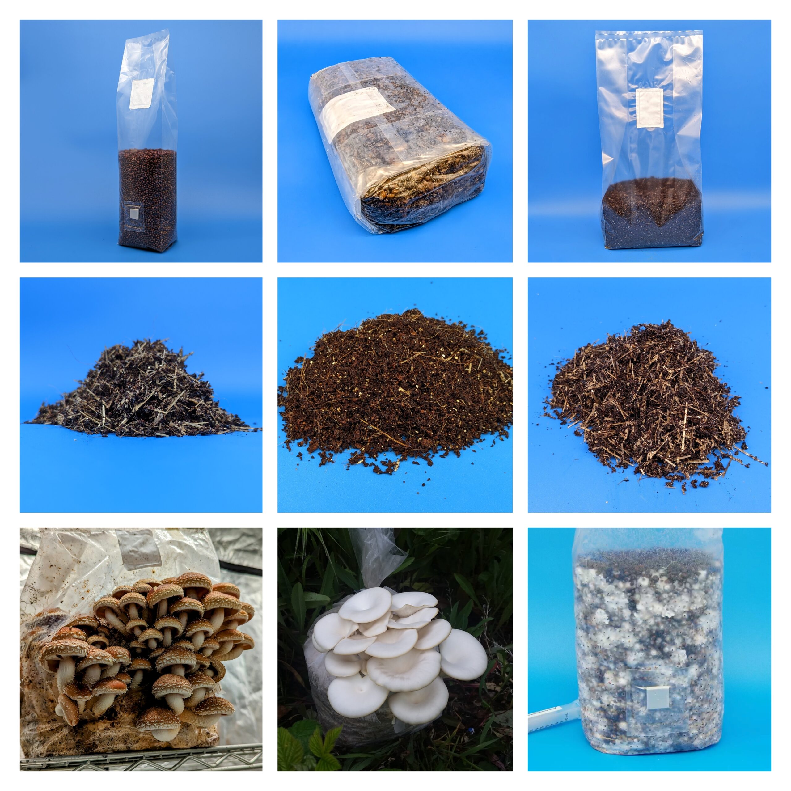 different mushroom products bulk order