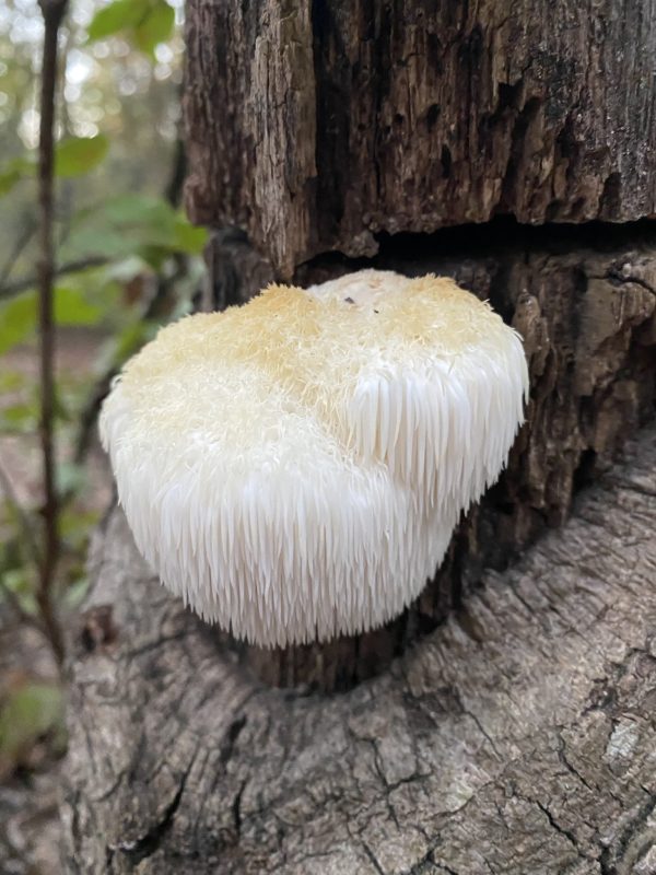 lions mane mushroom grown from liquid culture