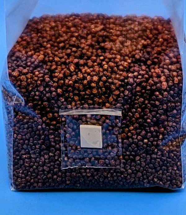 grain spawn in a bag