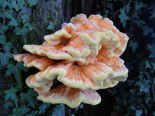 chicken of the woods grown from a liquid culture
