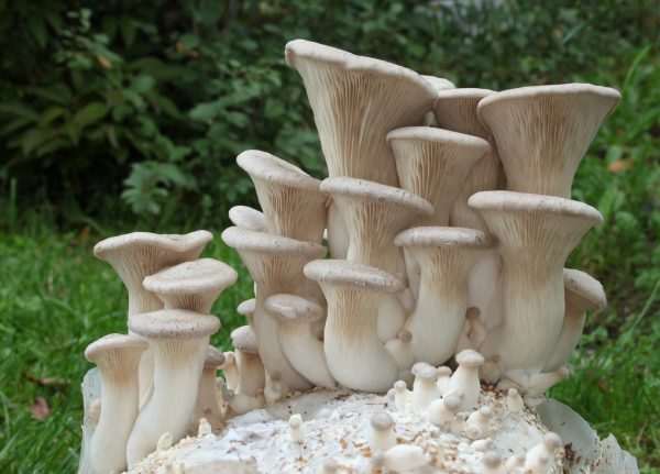 king oyster mushrooms grown from a liquid culture