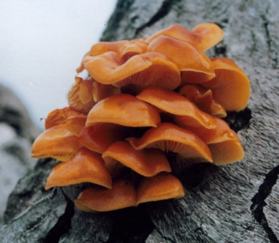 gold enoki mushrooms grown from liquid culture