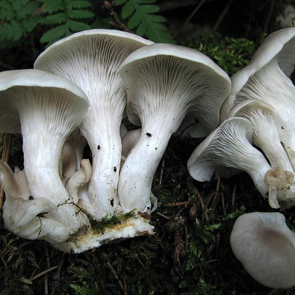 Branched Oyster (Pleurotus cornucopiae) mushrooms