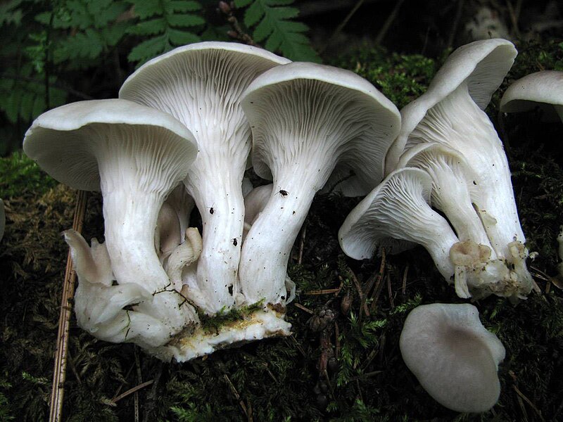 Branched Oyster (Pleurotus cornucopiae) mushrooms