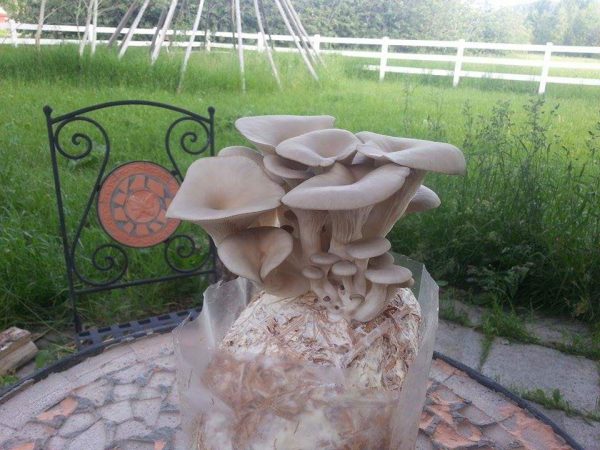 Pearl Oyster mushrooms grown from Liquid Culture