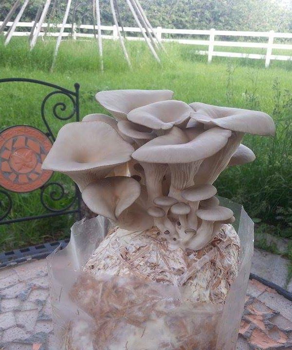 Pearl Oyster mushrooms grown from Liquid Culture