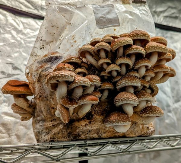 Chestnut Mushrooms liquid culture grow