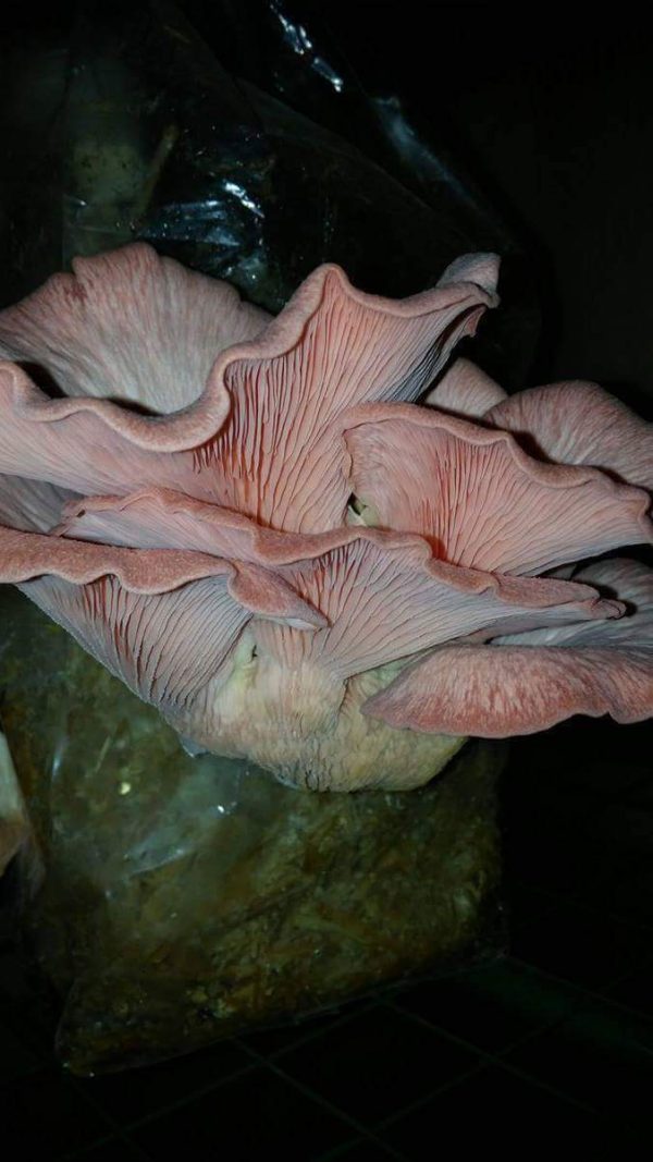 Pink Oyster mushrooms grown from liquid culture (Pleurotus djamor)