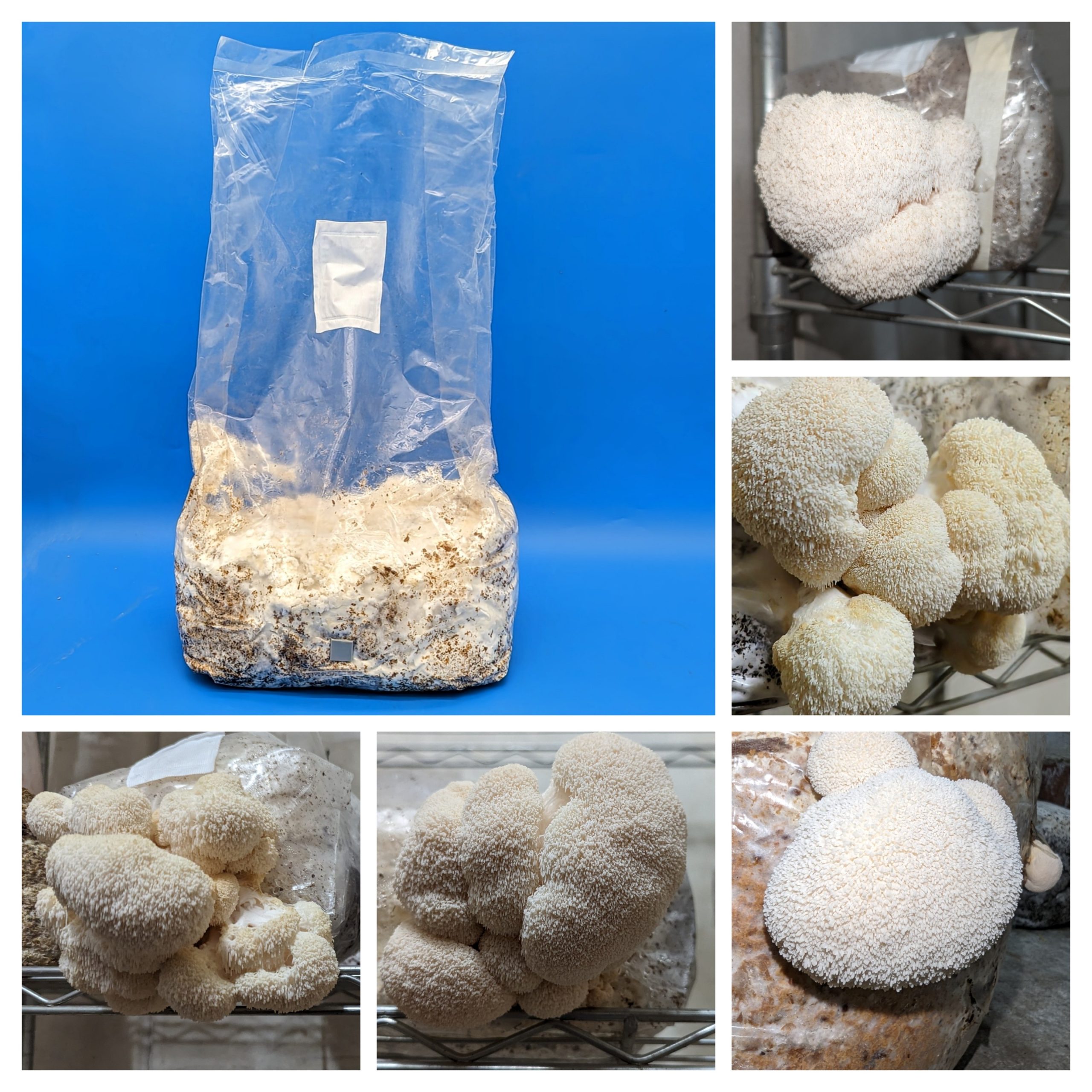 lions mane grow kit and harvest