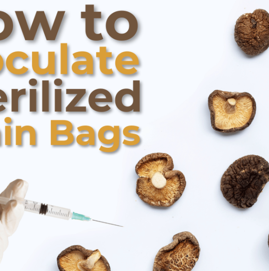 How to Inoculate Sterilized Grain Bags