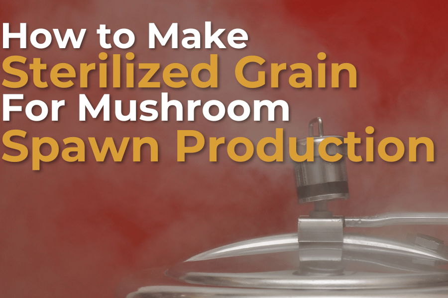 How to Make Sterilized Grain for Mushroom Spawn Production
