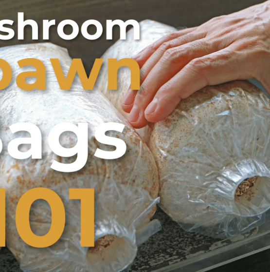 Mushroom Spawn Bags 101