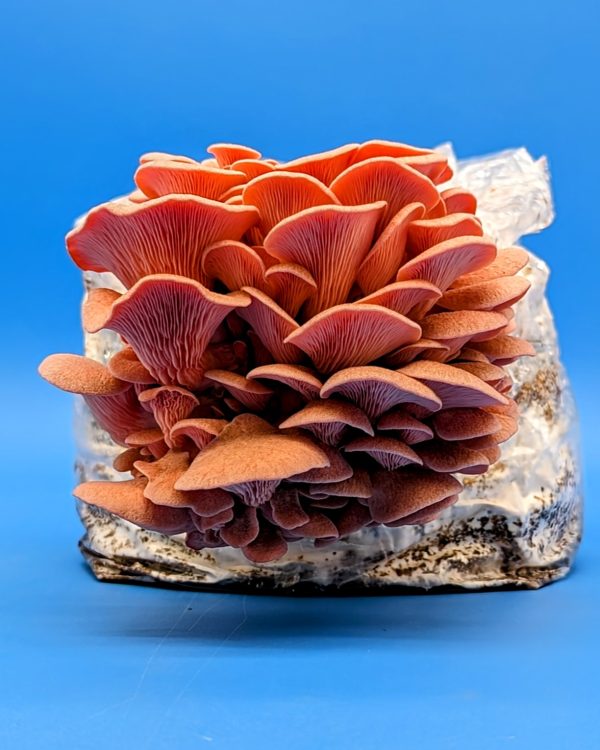 Pink Oyster Mushroom Grow Kit Fruiting