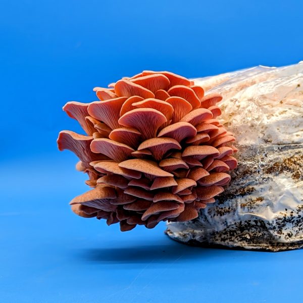 Pink oyster mushroom grow kit fruiting