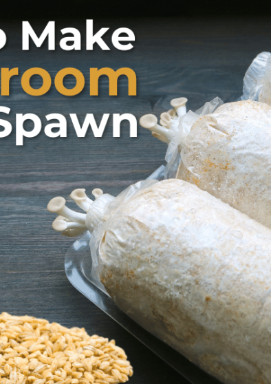 how to make mushroom grain spawn