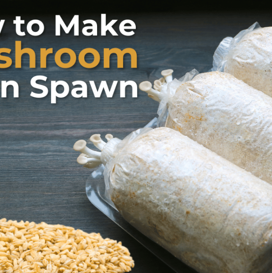 how to make mushroom grain spawn